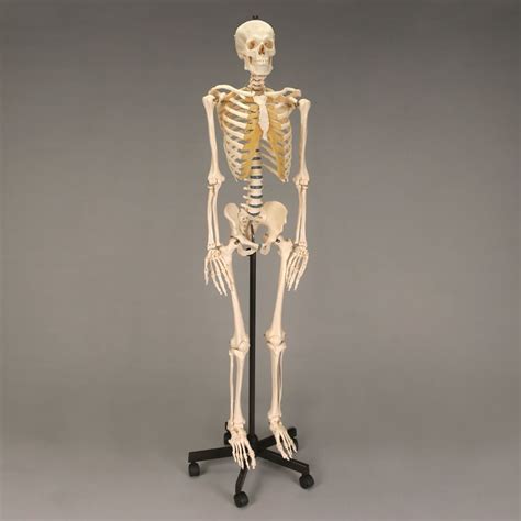 Somso® Human Female Skeleton Rod Supported