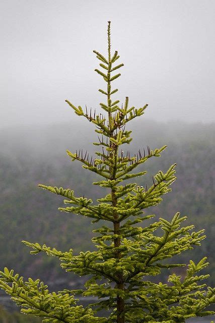 Evergreen Tree In The Fog And Rain Newfoundland Canada Evergreen Trees
