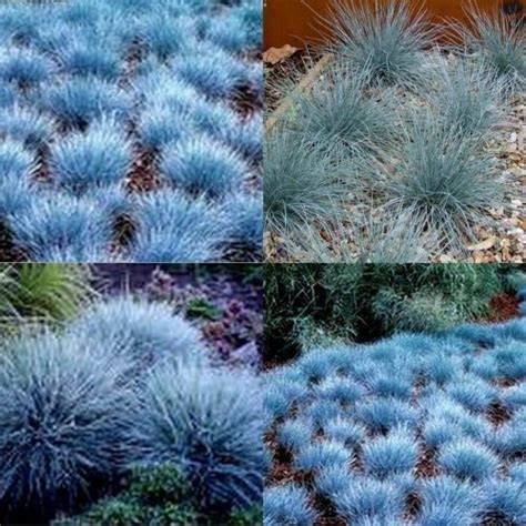 15 Blue Fescue Grass Dwarf Festuca Glauca Garden Plants Hardy