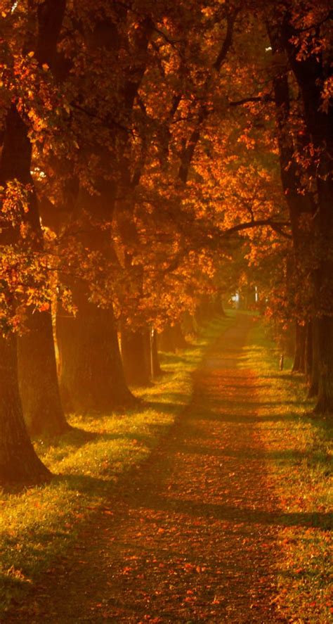 Awesome Autumn Wallpapers For Your Iphone Hd The Nology
