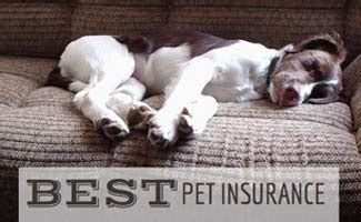 Best Pet Insurance: Questions to Ask Before Choosing A ...