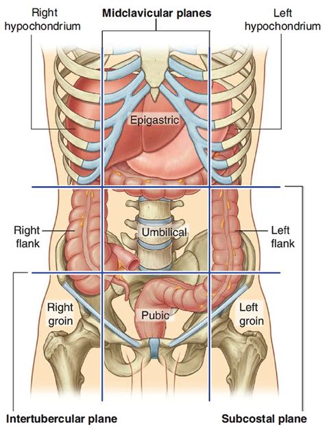 It starts from where the ileum ends, ascends upwards and passes across the top of. Large Intestine Anatomy, Function, Location, Length and ...