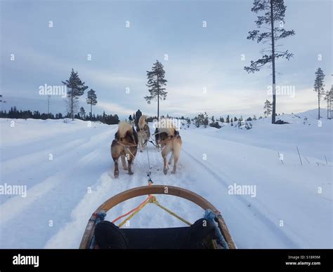 Dog Sledding In Sweden Stock Photo Alamy