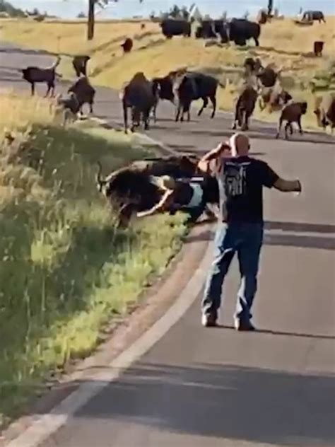 Bison Rips Off Womans Pants In Horrifying Attack Caught On Video The