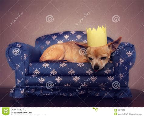 A Cute Chihuahua With A Crown On Napping On A Couch Stock Photo Image