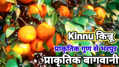 Kinnu Ki Natural Farming Fully Production किन्नू का प्राकृतिक बागान Naturalfarming Youtube