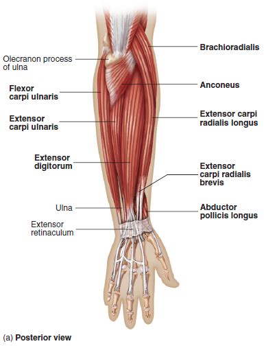 The forearm is the region of the upper limb between the elbow and the wrist. Elbow Anatomy - MKS