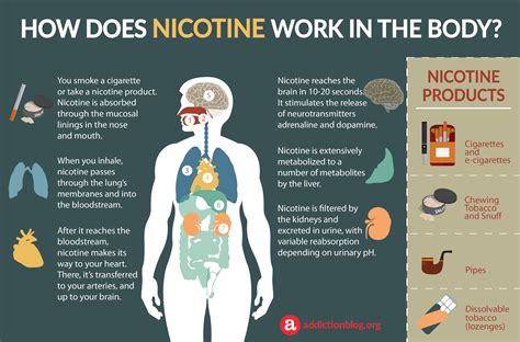 Nicotine Metabolism In The Body How Nicotine Affects The Brain