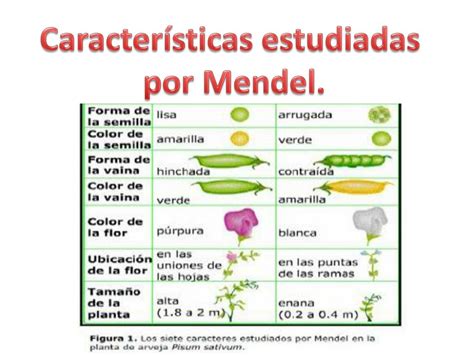 Ppt Leyes De Mendel Powerpoint Presentation Free Download Id5446893