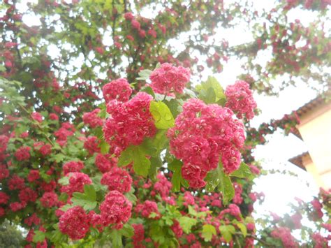 Primavera rosa peach fiore albero con uccelli muro decalcomania e023 dimensioni: La Finestra di Stefania lbero con fiori rosa aceso - La ...