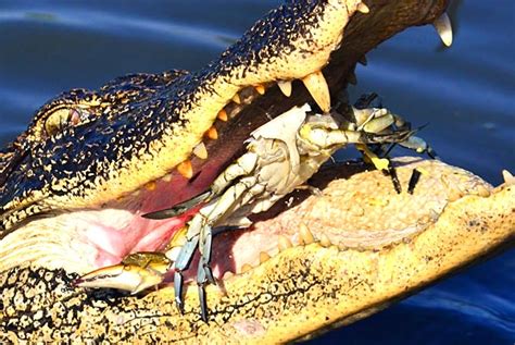 Can Alligators Eat Human Meat Abiewrt