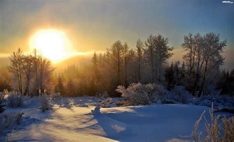 Zima Las Wschód Słońca