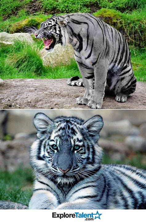 Maltese Tiger Rare Cats Rare Animals Cat Breeds