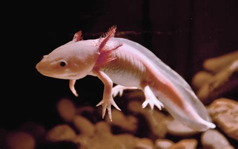 Axolotl Steckbrief Axoguide