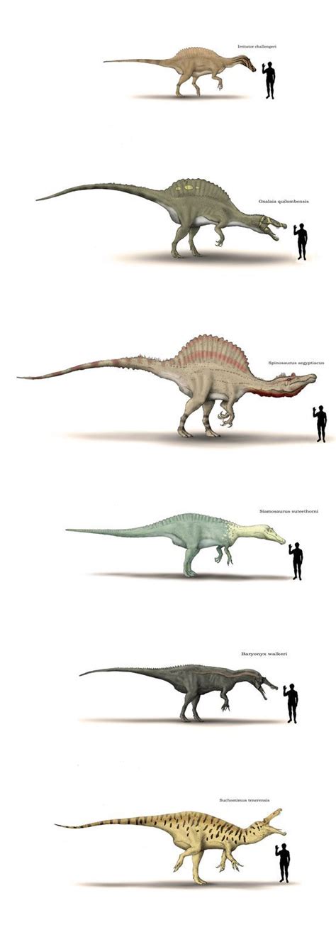 Dinosaurhuman Size Chart By Hyrotrioskjan I Love The Way The Dude Is