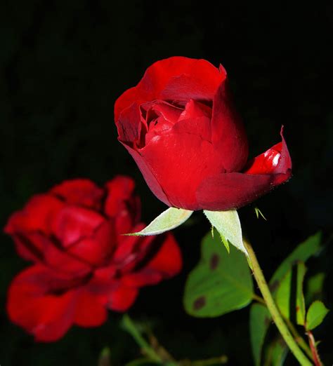 Awesome Rose Flower Images Best Flower Site