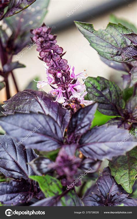 Purple Basil Grows Garden Bed Spicy Fragrant Plants Flowering Basil