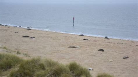 horsey beach seal births rmalikenvironment