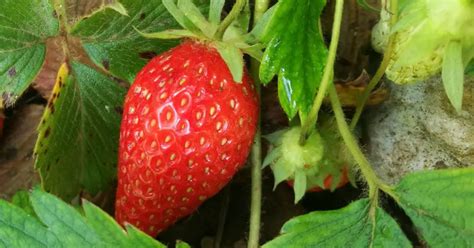 secretos para cultivar fresas en tu jardín Mis Consejos Jardinería