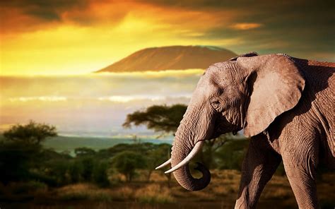 Elephant Africa Wildlife Sunset Elephants Hd Wallpaper Peakpx