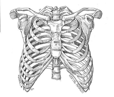 Pin de Lírio Do Mato em Art Inspiration | Costelas humanas, Anatomia