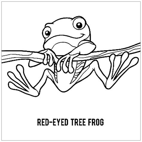 Red Eyed Tree Frog Coloring Page Download Print Or Color Online For Free