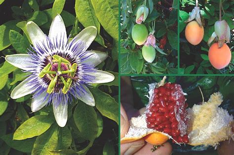 How To Collect And Prepare Hardy Passionflower Seed For Sowing The