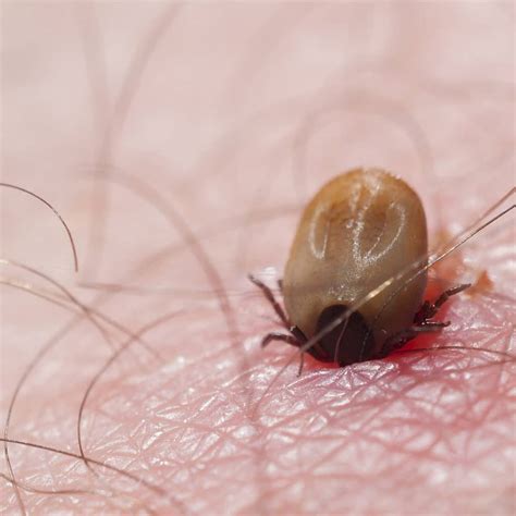 Do All Ticks Carry Lyme Disease · Extermpro