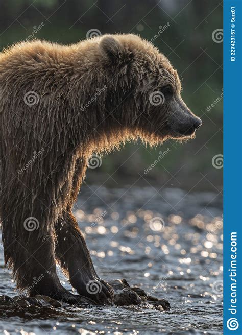 Wild Adult Brown Bear At Sunset Silhouette Backlit Close Up Side