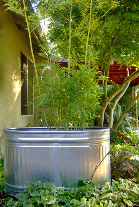 If i research and find the right bamboo that isn't so invasive, will it still spread outside of the pots? Bamboo Geek: Cool container ideas for bamboo...