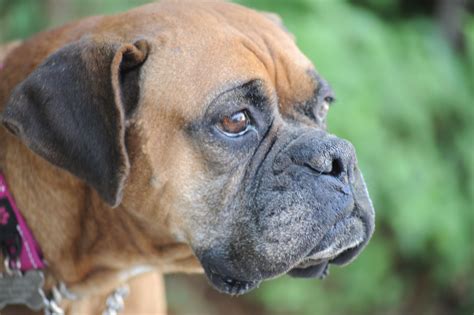 57 Boxer Dog For Rescue Image Bleumoonproductions