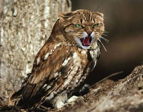 We did not find results for: Gambar Lucu Photoshop Burung Hantu dan Kucing (15 Gambar ...