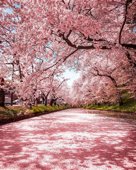 Cherry Blossoms In Japan From Travelersui Japan Travel