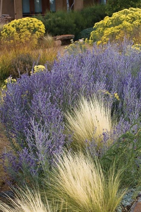 Russian Sage And Mexican Feather Grass Landscaping Shrubs Grasses