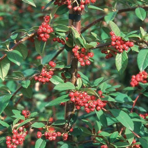 Evergreen Weeping Cotoneaster Tree · Cotoneaster Hybridus Pendulus With
