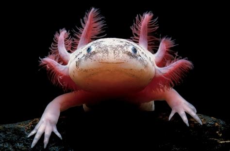 A Mexican Axolotl Ambystoma Mexicanum Also Known As A Mexican