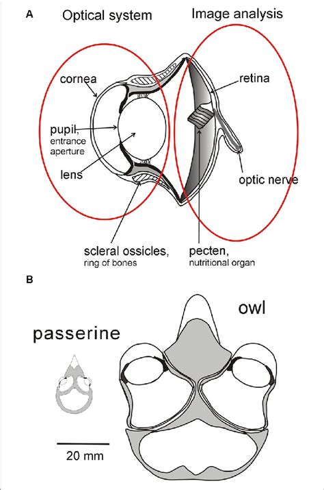 Sources Of Variation In Bird Eyes A Diagrammatic Cross Section