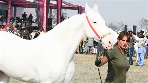 Unique White Nukra Horse From Punjab Youtube