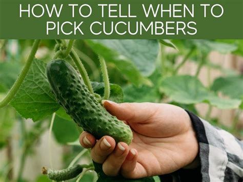 How To Tell When To Pick Cucumbers 3 Specific Ways Greenhouse Today