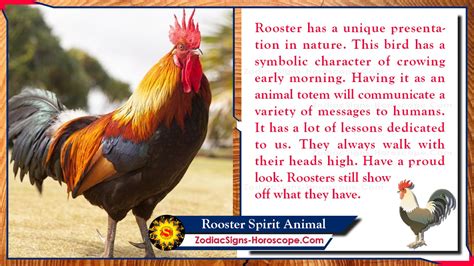 Rooster Spirit Animal Totem Meaning Messages And Symbolism Zsh