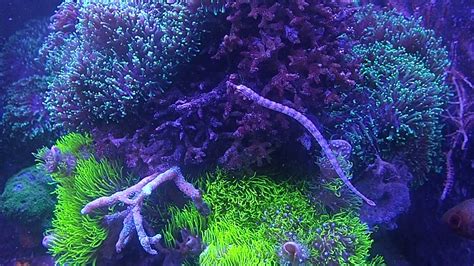 Pipefish In A Reef Aquarium Youtube