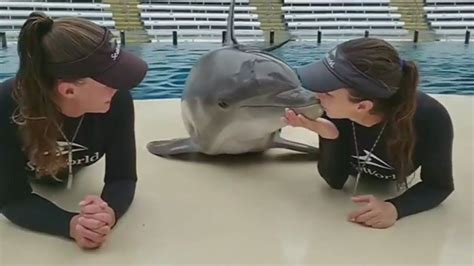 Dolphin Kisses Trainers Dolphin Trainer Dolphins Trainers