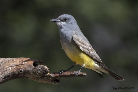 The Other Yellow Bellied Kingbirds Taylor County Big Year 2019