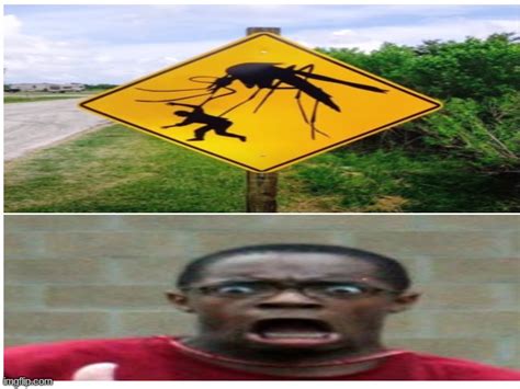 Beware Of Giant Mosquito Imgflip