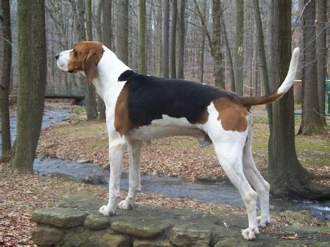 American English Coonhound Breed Temperament Lifespan Shedding Puppy