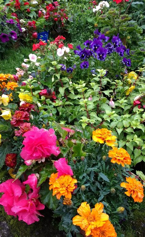 Gardening Matters Hardy Annuals