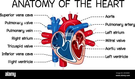 Information Poster Of Human Heart Diagram Illustration Stock Vector