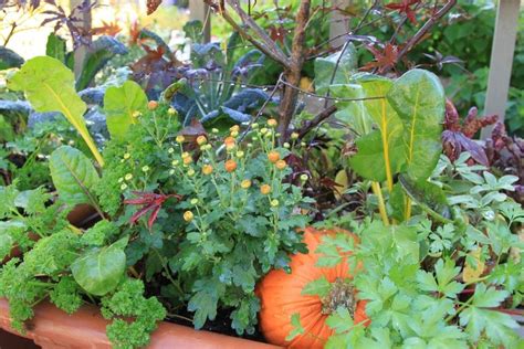 Plant These Amazing Flowers And See How Your Vegetable Garden Improves