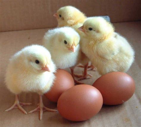 Baby Chicken In Egg
