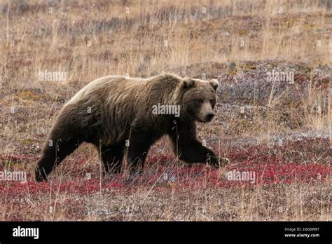 Grizzly Bear Stalking The Tundra In Denali National Park Stock Photo